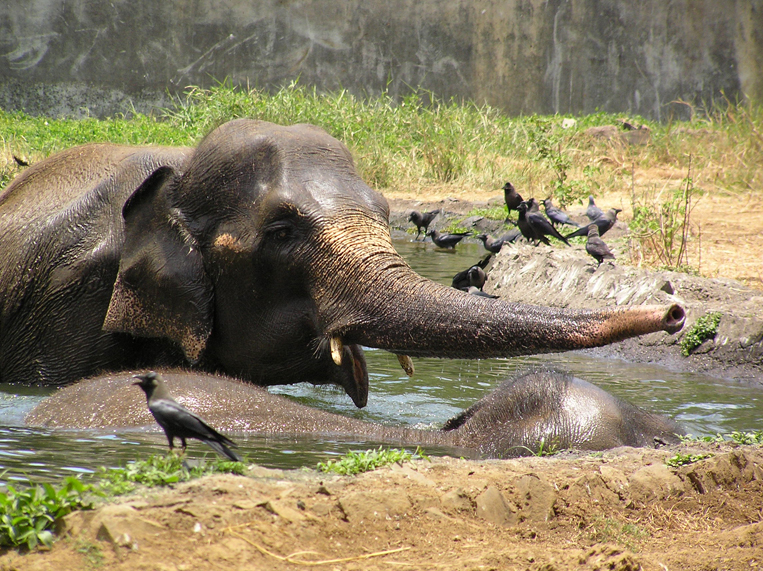 The Mumbai Zoo