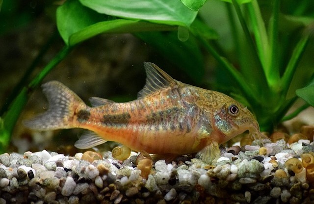 Corydoras Catfish