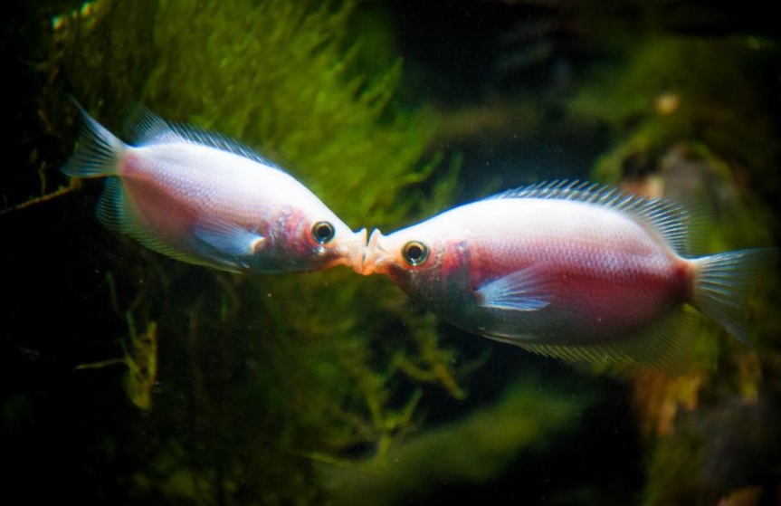 Kissing Gourami