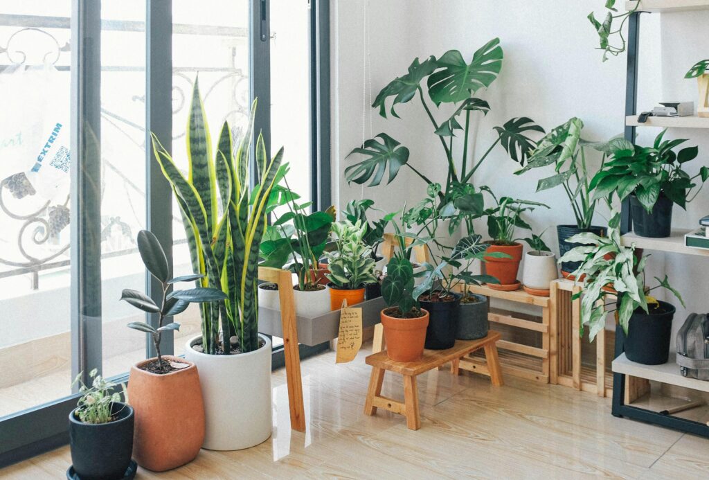 Indoor Greenery