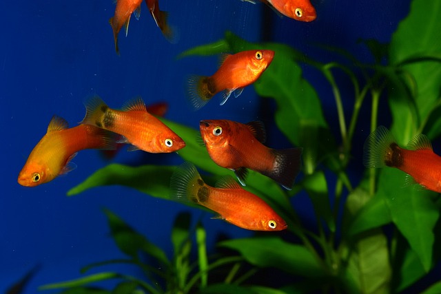 Platy Fish