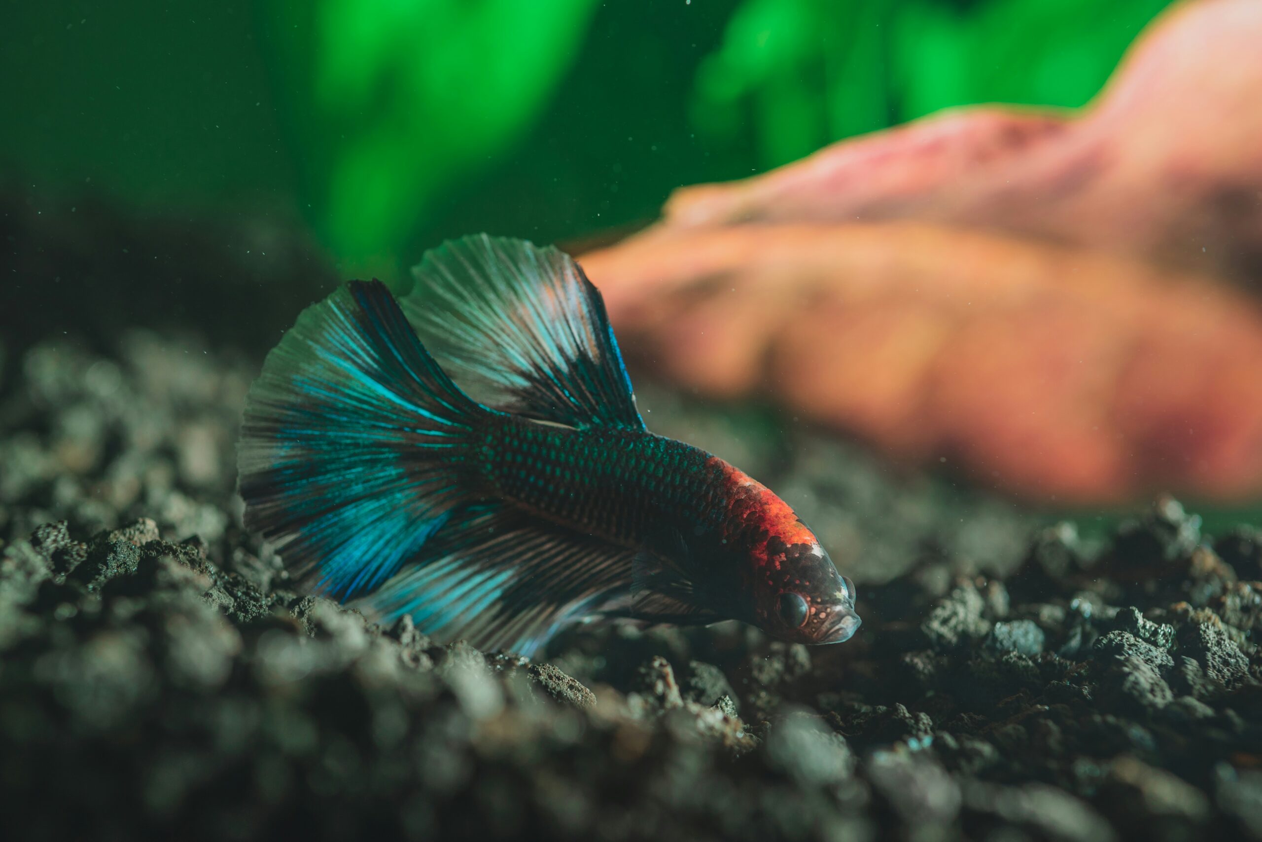 Betta Fish