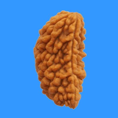 1 Mukhi Rudraksha