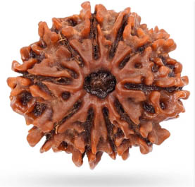 10 Mukhi Rudraksha