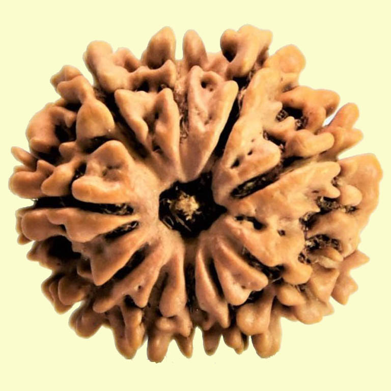 11 Mukhi Rudraksha