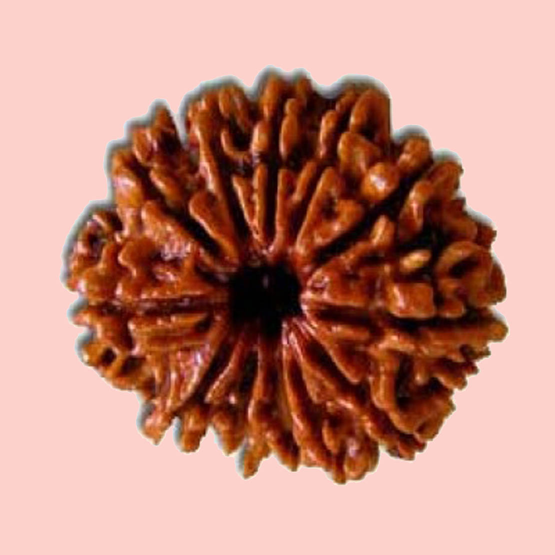 12 Mukhi Rudraksha