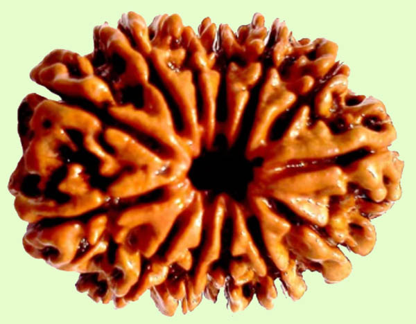 13 Mukhi Rudraksha