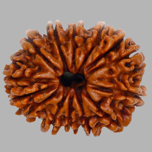 14 Mukhi Rudraksha