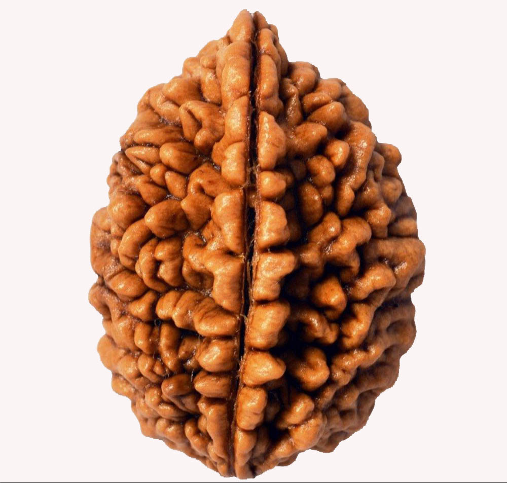 2 Mukhi Rudraksha