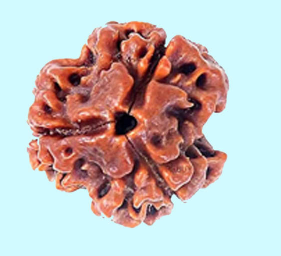 3 Mukhi Rudraksha