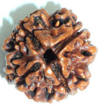 4 Mukhi Rudraksha