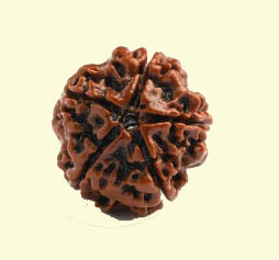 5 Mukhi Rudraksha