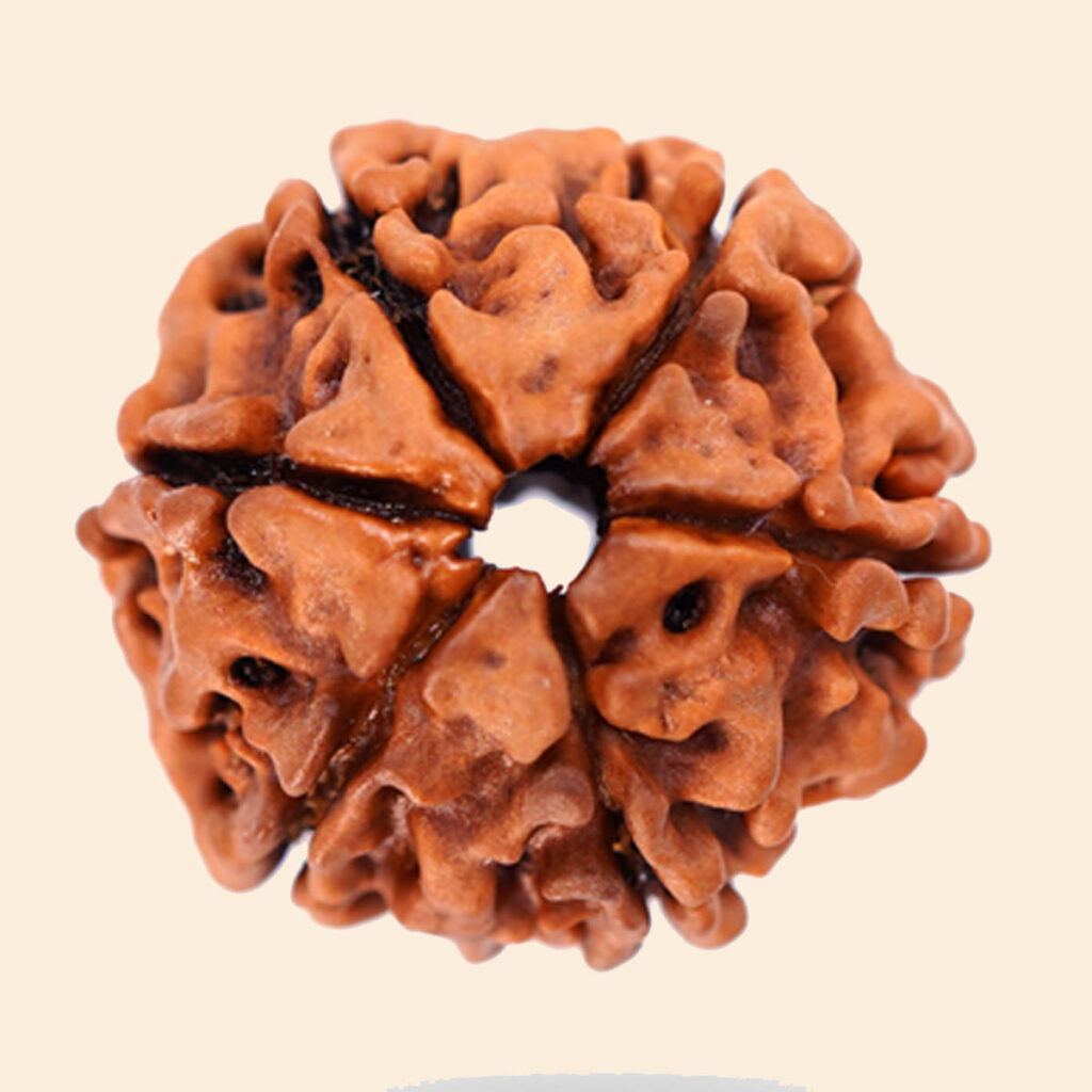 6 Mukhi Rudraksha