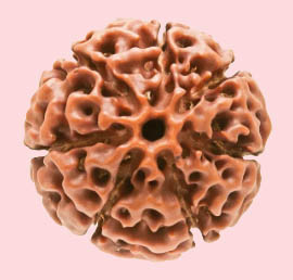 7 Mukhi Rudraksha