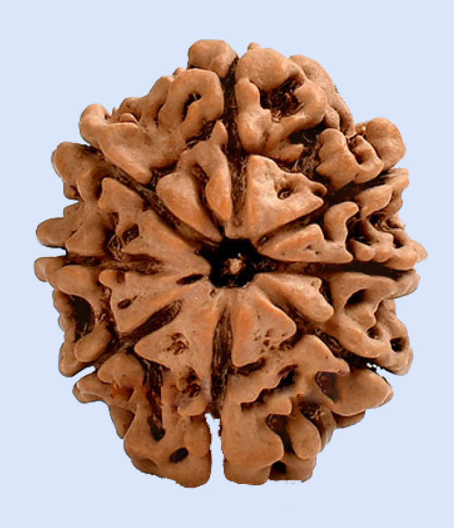 8 Mukhi Rudraksha