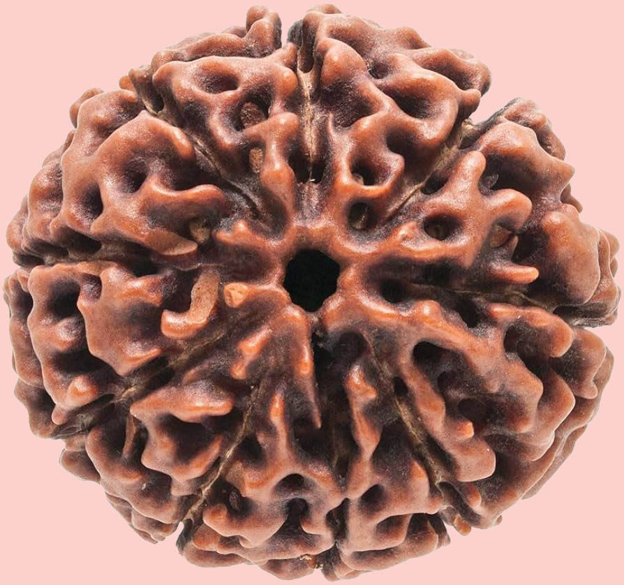 9 Mukhi Rudraksha