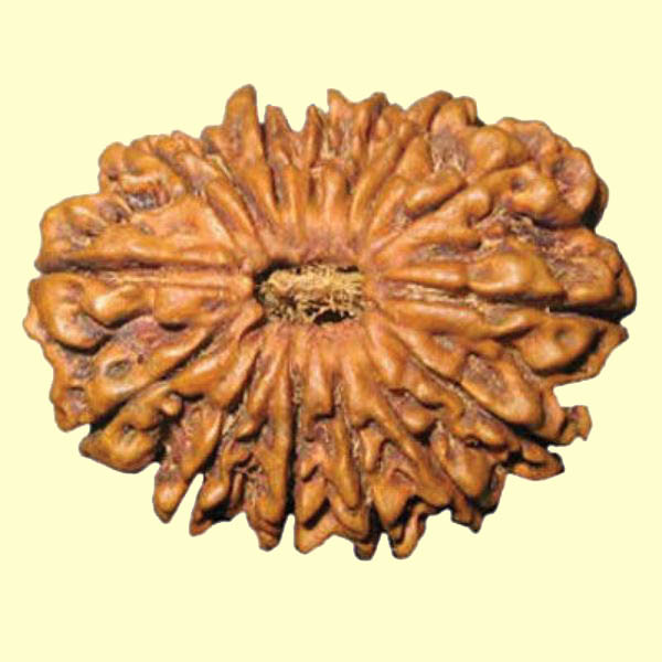 15 Mukhi Rudraksha