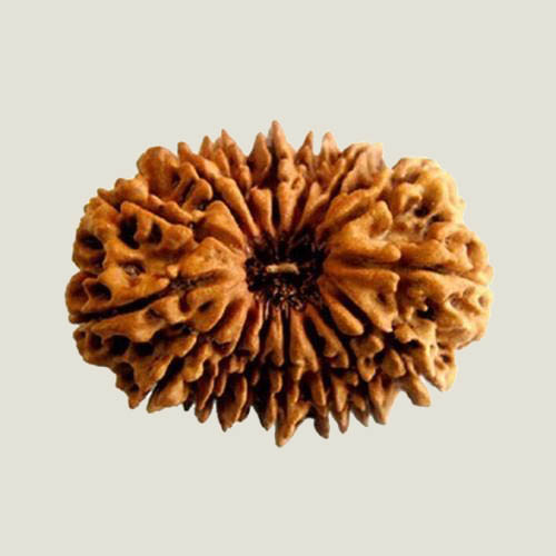 16 Mukhi Rudraksha