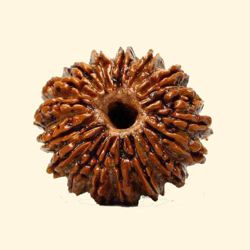 17 Mukhi Rudraksha