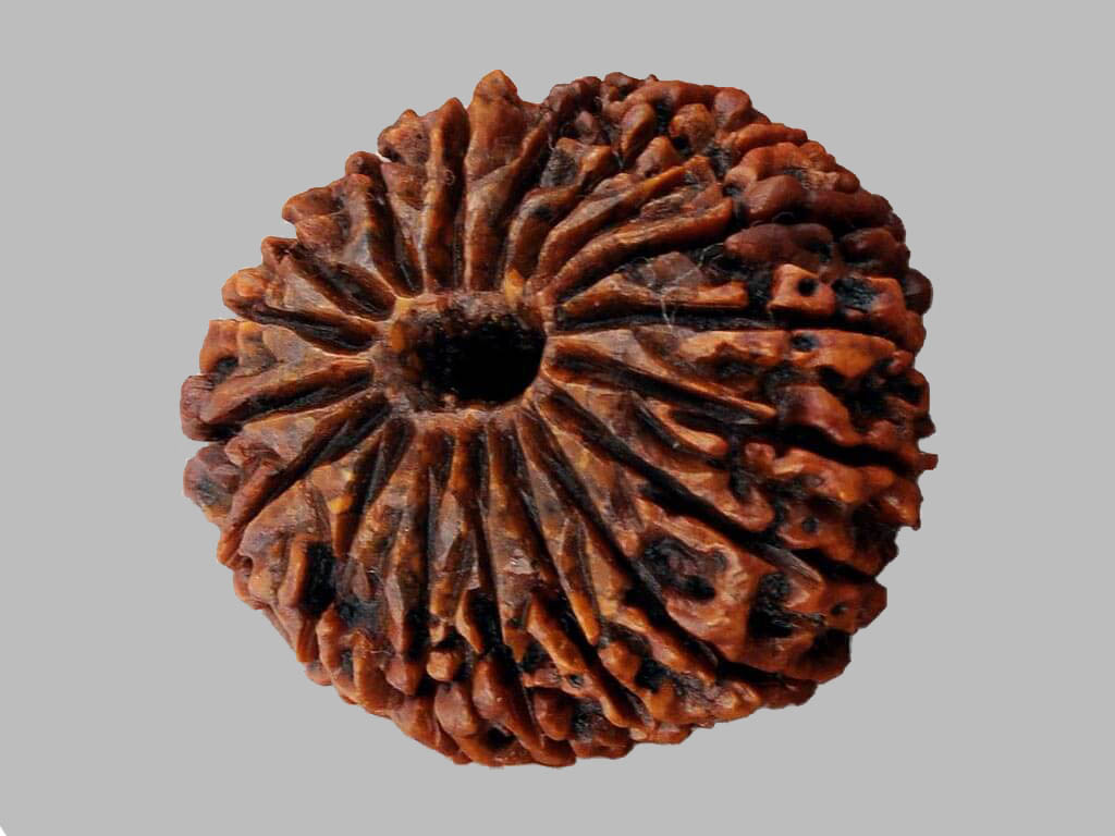 18 Mukhi Rudraksha