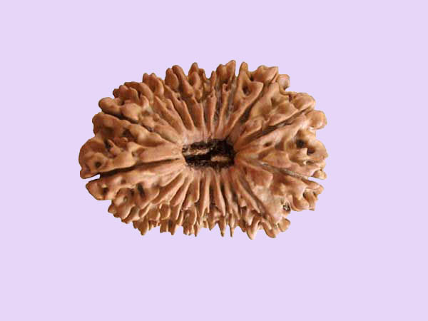 19 Mukhi Rudraksha