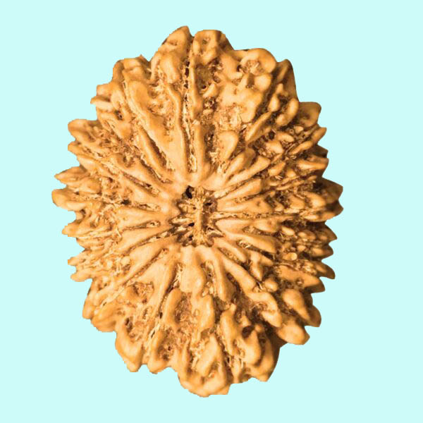 20 Mukhi Rudraksha