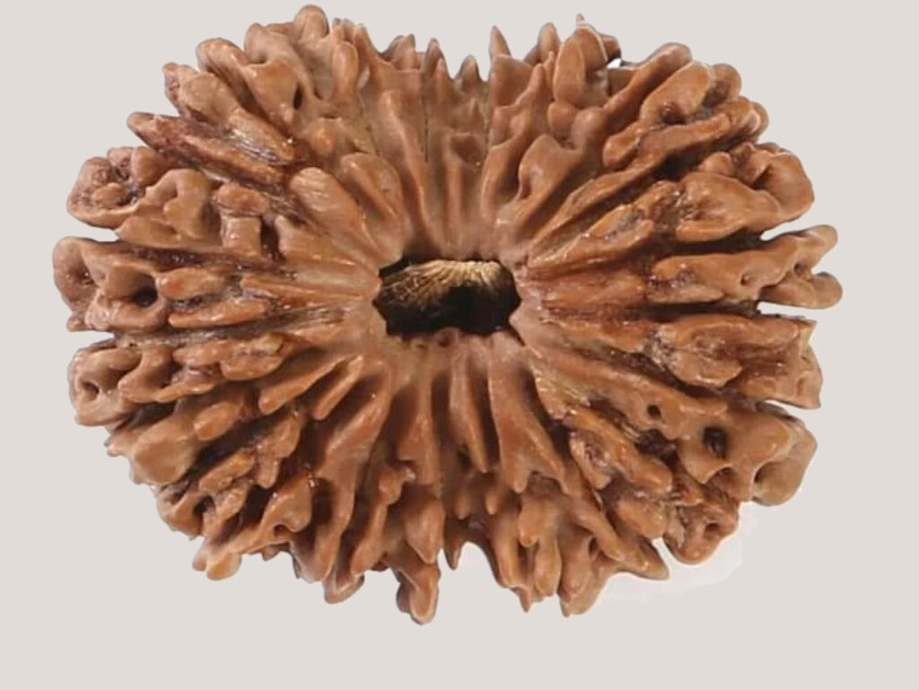 21 Mukhi Rudraksha