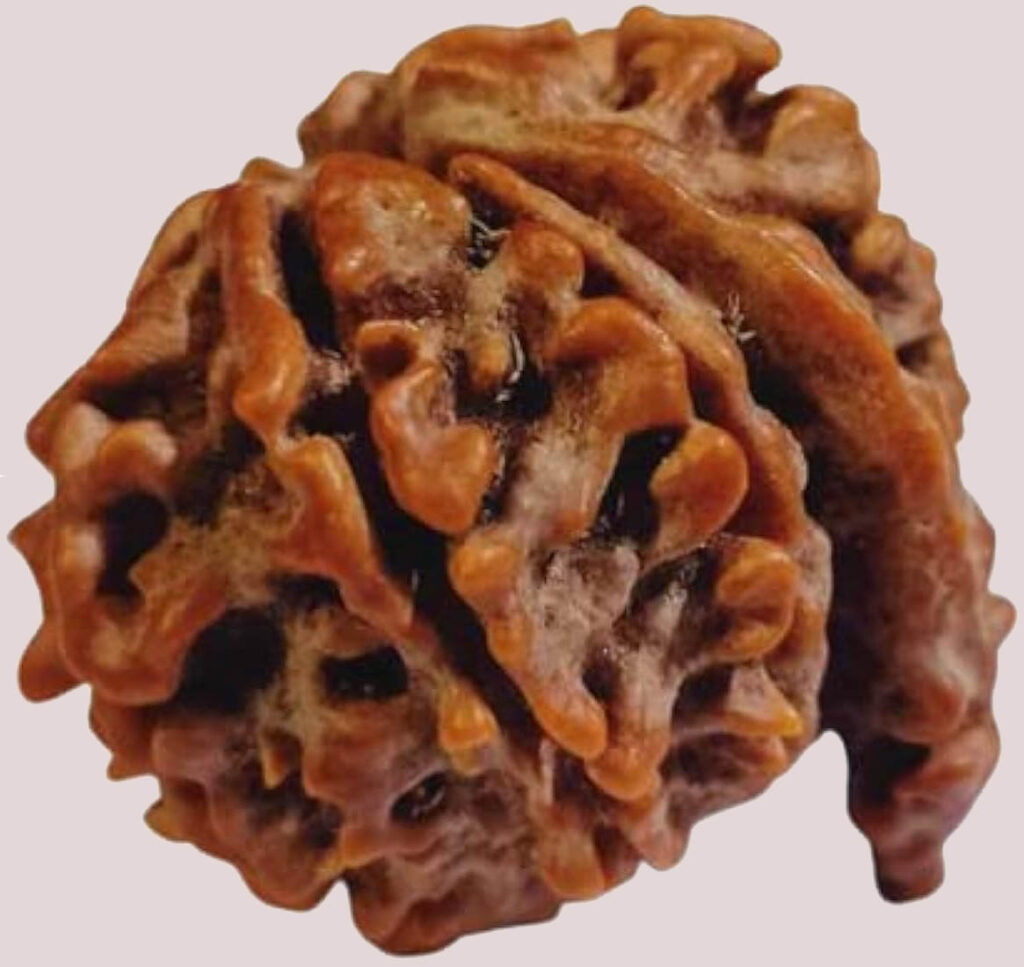 Ganesh Rudraksha