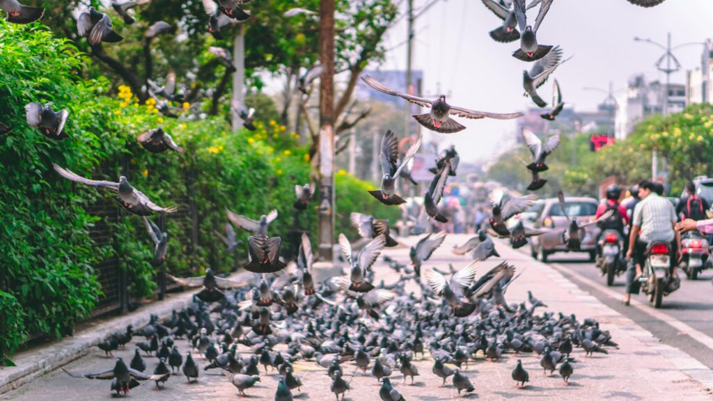 Pigeons